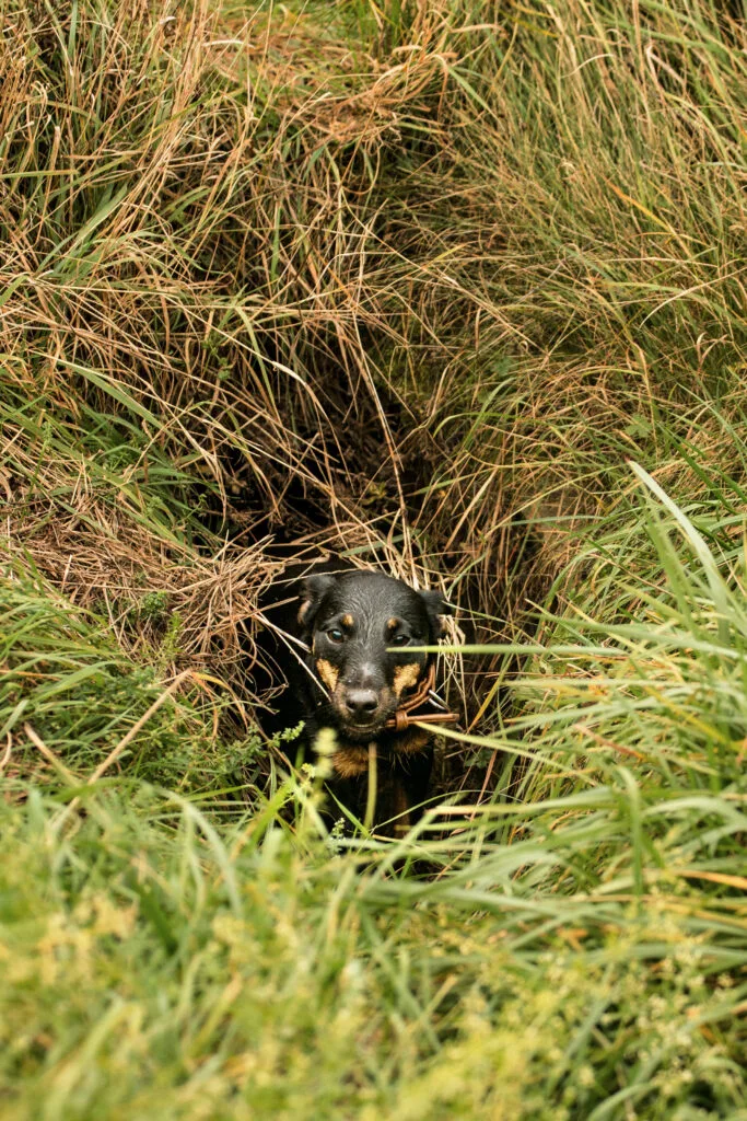 Jagdhund blickt aus dem Fuchsbau während der Schliefenarbeit