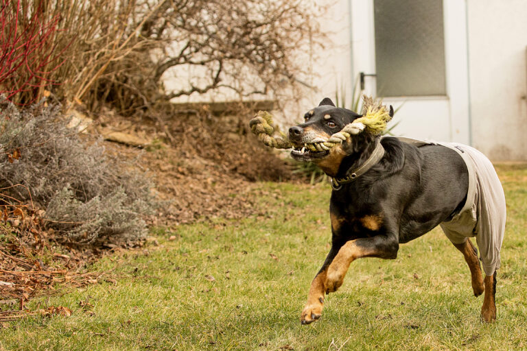 Schwarze Hündin mit Hundespielzeug im Maul, trägt Schutzhöschen wegen Läufigkeit.