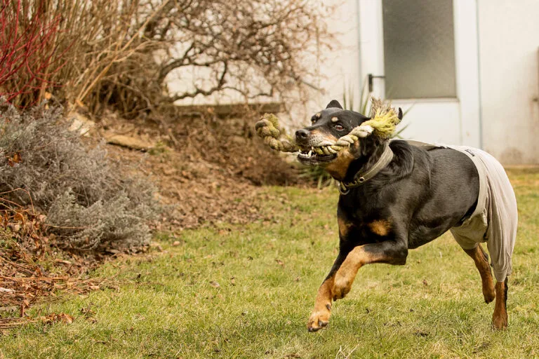 Schwarze Hündin mit Hundespielzeug im Maul, trägt Schutzhöschen wegen Läufigkeit.