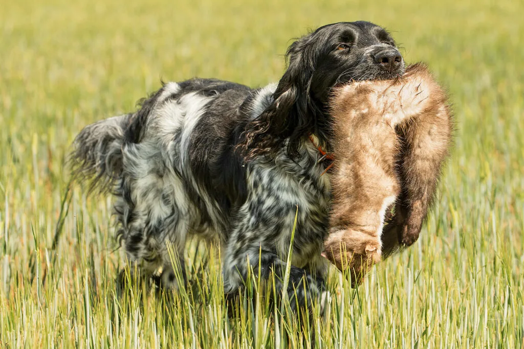 Vorstehhund apportiert Marderfell im Feld