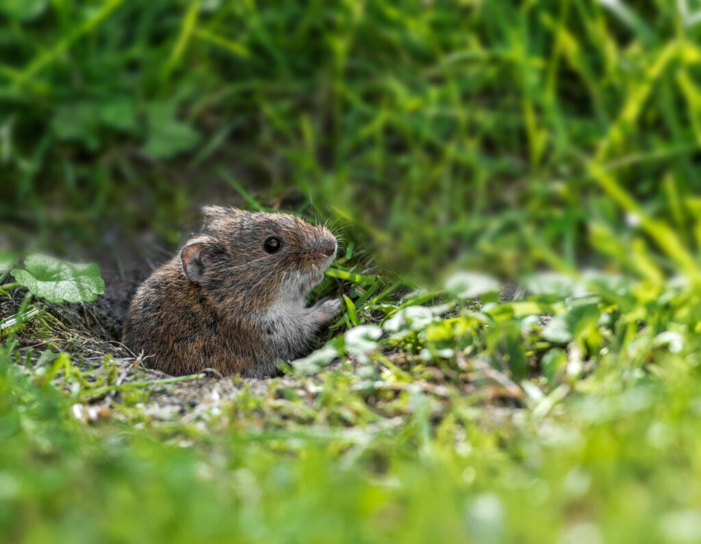 Feldmaus schaut aus ihrem Bau am Waldboden