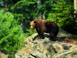 Braunbär auf Felsvorsprung inmitten eines dichten Waldes