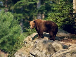 Braunbär auf Felsvorsprung inmitten eines dichten Waldes