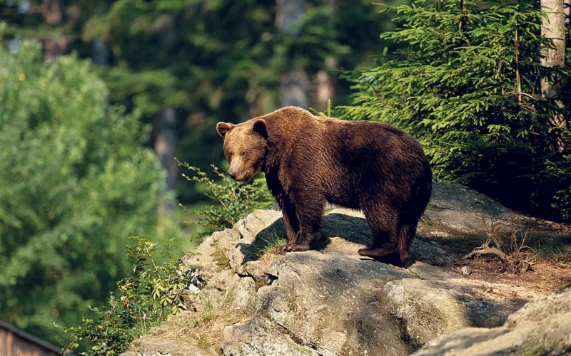 Braunbär auf Felsvorsprung inmitten eines dichten Waldes