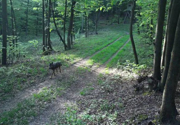 Wolf auf Waldweg im Leithagebirge – Wildkameraaufnahme aus dem Nordburgenland