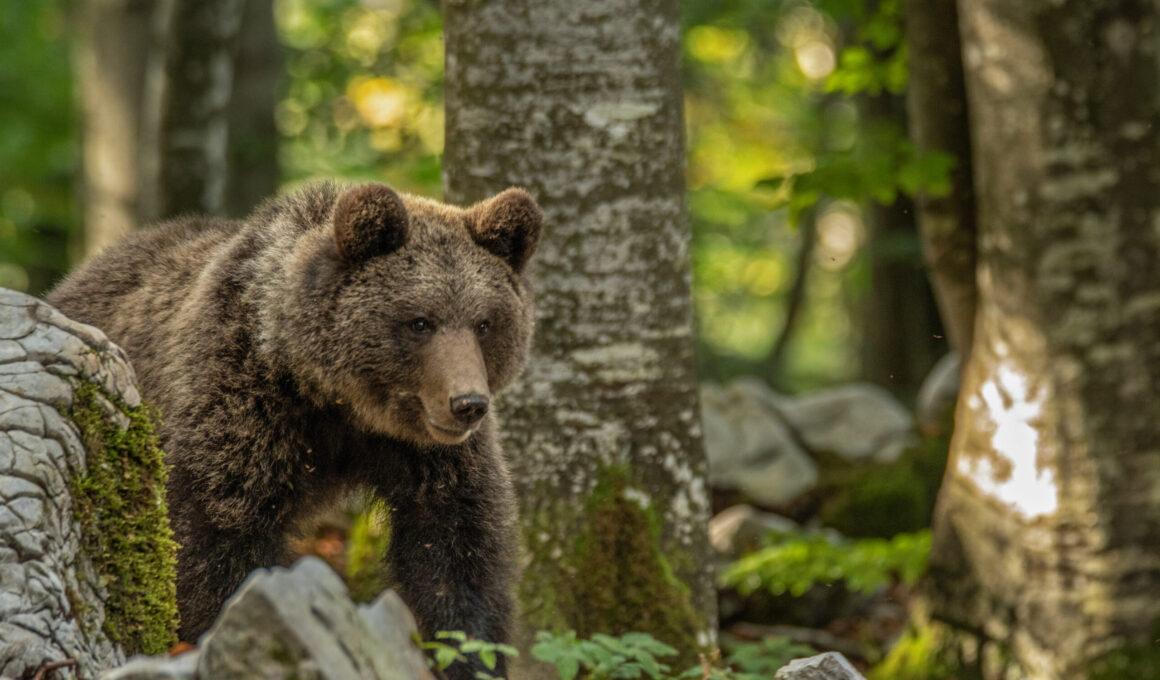 Braunbär im Wald in natürlicher Umgebung