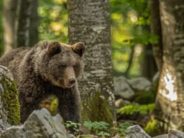 Braunbär im Wald in natürlicher Umgebung