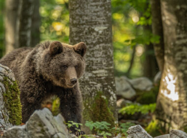 Braunbär im Wald in natürlicher Umgebung