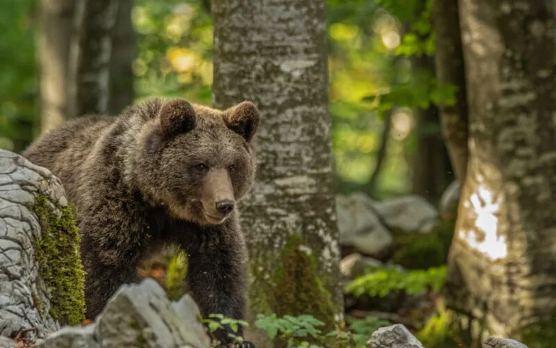 Braunbär im Wald in natürlicher Umgebung