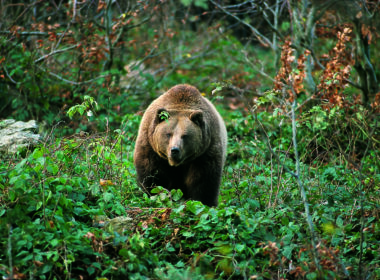 Braunbär durchquert Bachlauf in waldreicher Gebirgslandschaft