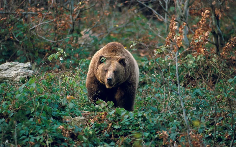 Braunbär durchquert Bachlauf in waldreicher Gebirgslandschaft