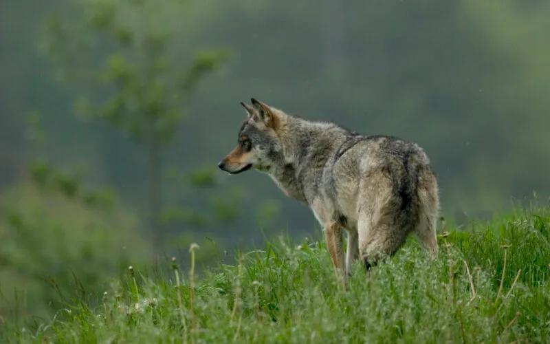 Wolf steht im Gras und blickt zur Seite, unscharfer Waldhintergrund