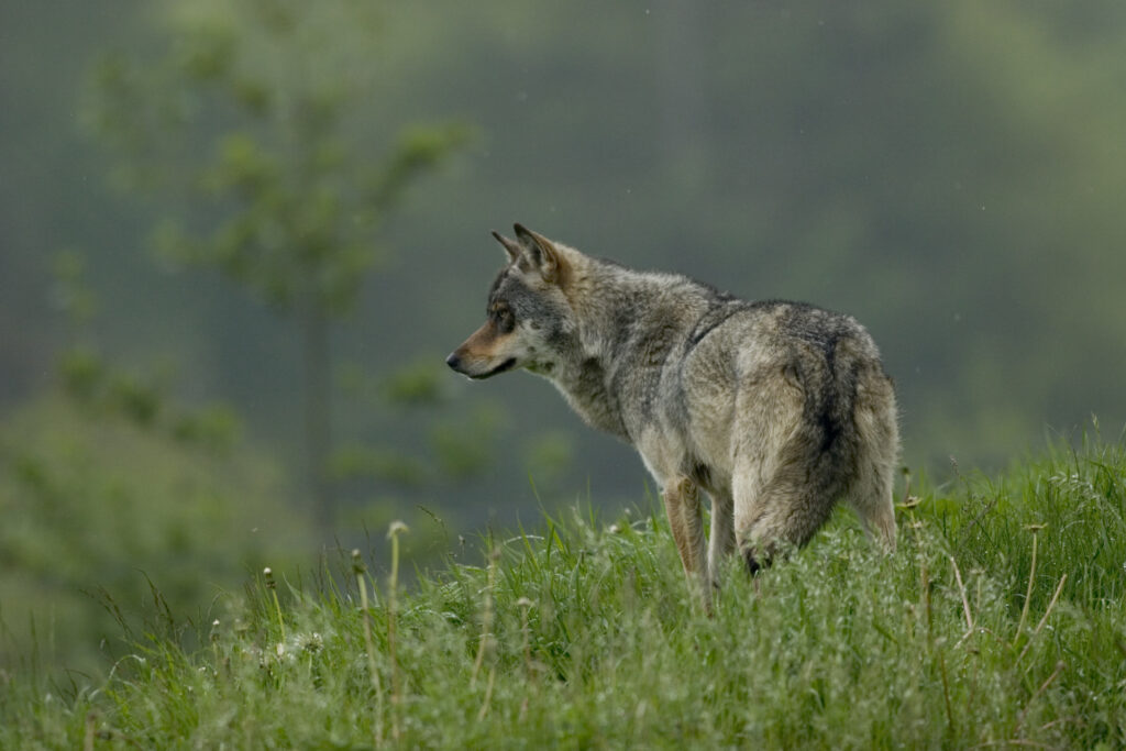 Wolf steht im Gras und blickt zur Seite, unscharfer Waldhintergrund