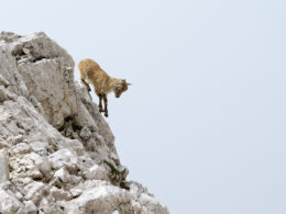Steinwild-Kitz springt über steiles Felsgelände