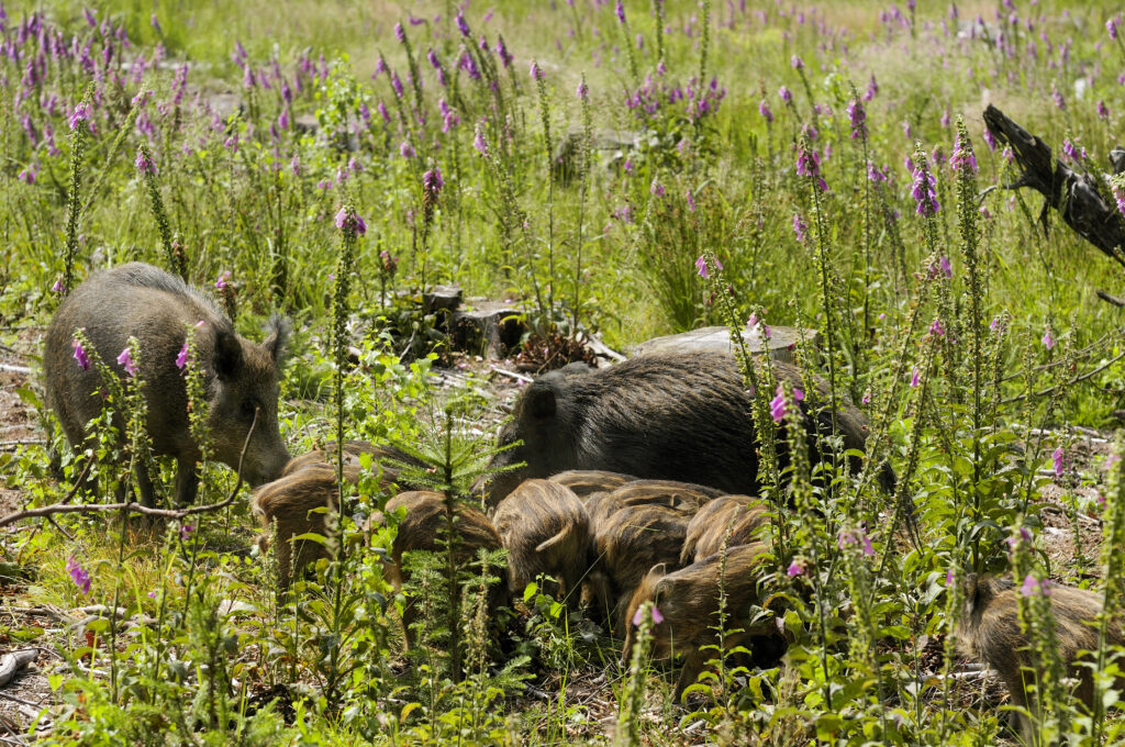 Wildschweinrotte mit Frischlingen in blühender Wiese