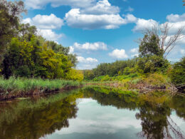 Unberührte Donau-Auenlandschaft mit Spiegelung im Wasser unter blauem Himmel