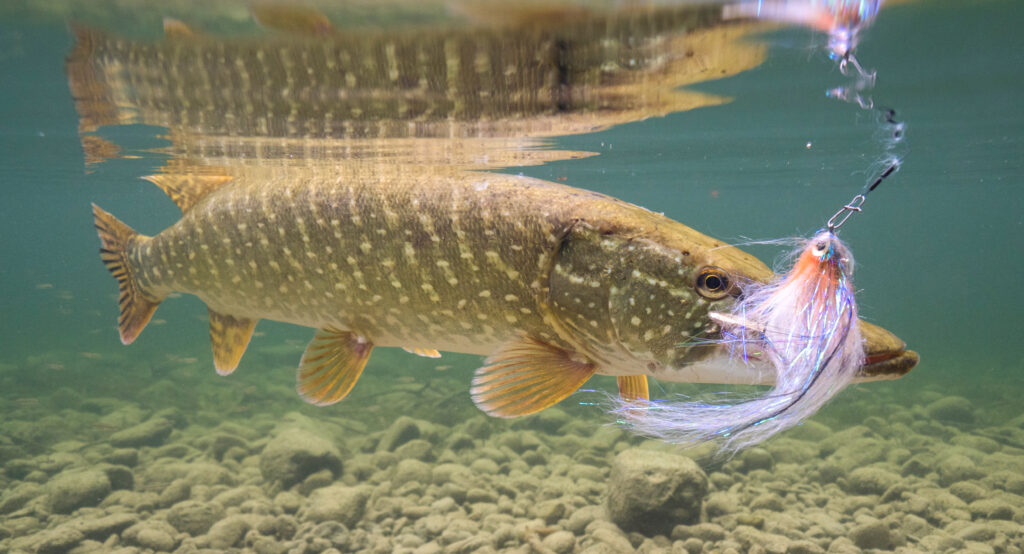 Hecht unter Wasser mit Streamer im Maul beim Fliegenfischen