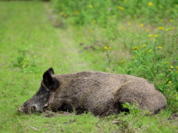 Totes Wildschwein liegt auf einer Wiese – Symbolbild zum Ausbruch der Afrikanischen Schweinepest (ASP) in Nordrhein-Westfalen
