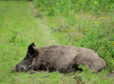 Totes Wildschwein liegt auf einer Wiese – Symbolbild zum Ausbruch der Afrikanischen Schweinepest (ASP) in Nordrhein-Westfalen