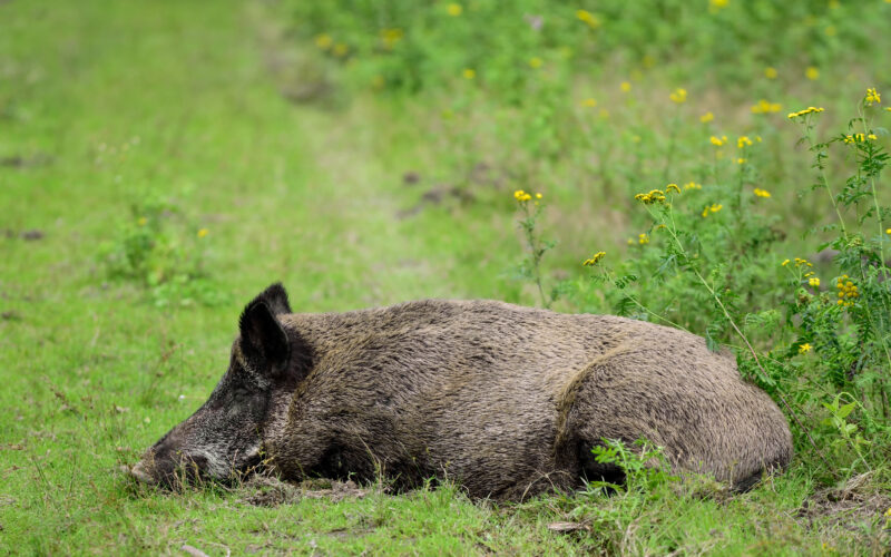 Totes Wildschwein liegt auf einer Wiese – Symbolbild zum Ausbruch der Afrikanischen Schweinepest (ASP) in Nordrhein-Westfalen