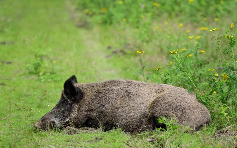 Totes Wildschwein liegt auf einer Wiese – Symbolbild zum Ausbruch der Afrikanischen Schweinepest (ASP) in Nordrhein-Westfalen
