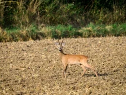 Rehbock mit Gehörn steht aufmerksam auf einem abgeernteten Feld vor einer Hecke.