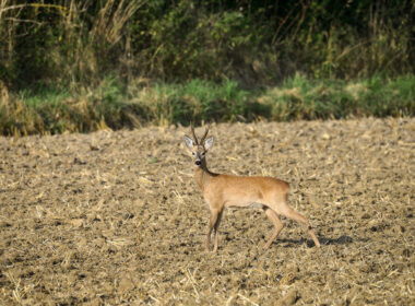 Rehbock mit Gehörn steht aufmerksam auf einem abgeernteten Feld vor einer Hecke.