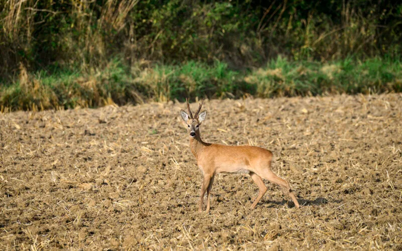 Rehbock mit Gehörn steht aufmerksam auf einem abgeernteten Feld vor einer Hecke.