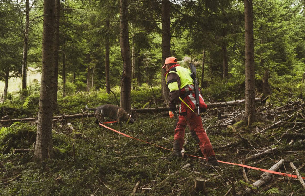 Nachsuchenführer mit Schweißhund bei der Arbeit im dichten Wald, mit Schweißriemen und Sicherheitskleidung