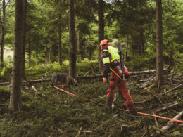 Nachsuchenführer mit Schweißhund bei der Arbeit im dichten Wald, mit Schweißriemen und Sicherheitskleidung