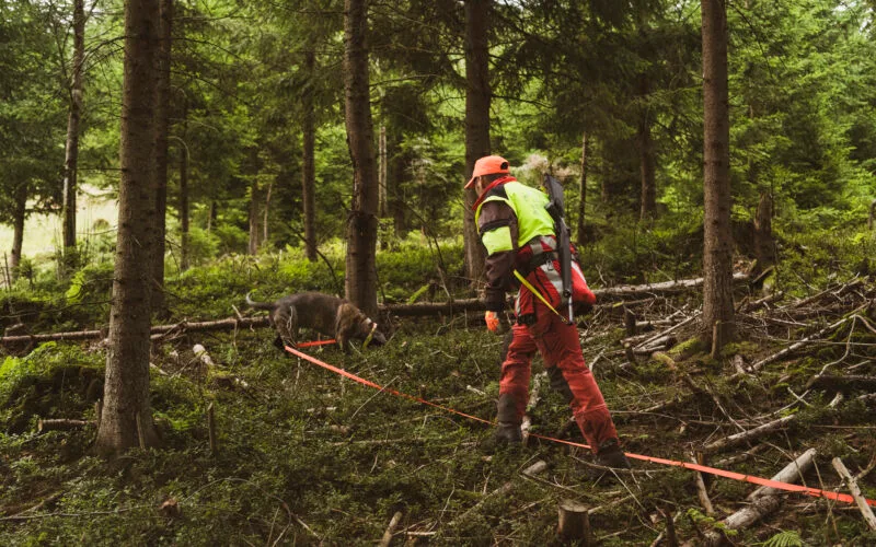 Nachsuchenführer mit Schweißhund bei der Arbeit im dichten Wald, mit Schweißriemen und Sicherheitskleidung