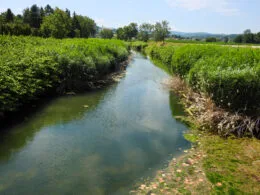 Sommerlicher Flusslauf in Niederösterreich