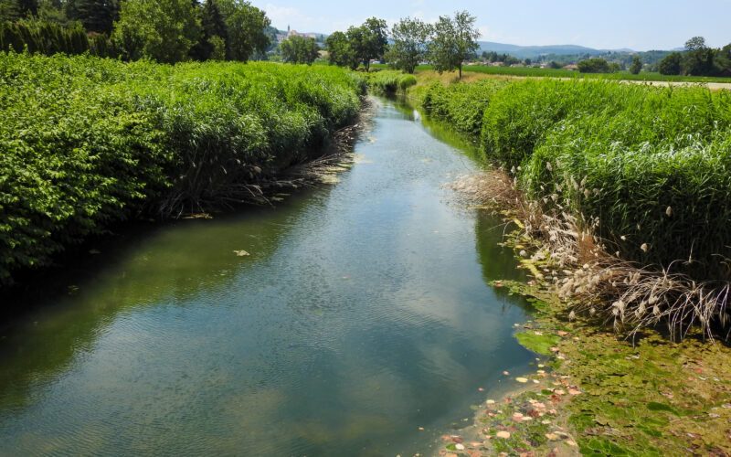 Sommerlicher Flusslauf in Niederösterreich