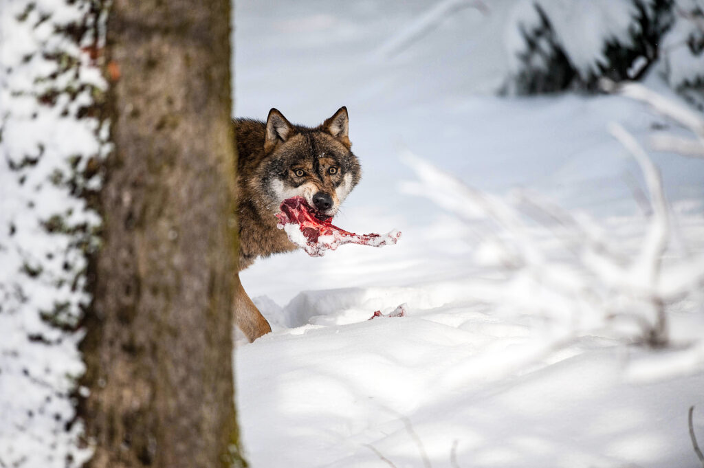 Wolf mit blutiger Beute im verschneiten Winterwald