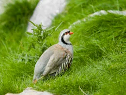 Steinhuhn im alpinen Lebensraum auf einer grünen Wiese mit Felsen im Hintergrund.