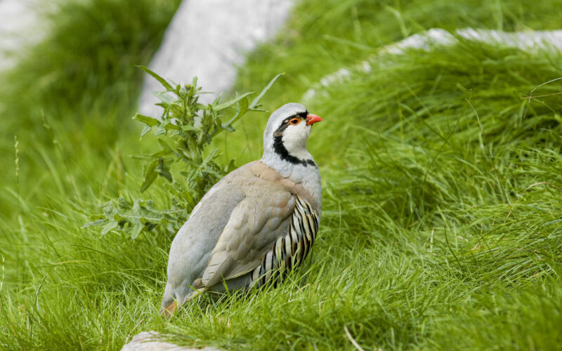Steinhuhn im alpinen Lebensraum auf einer grünen Wiese mit Felsen im Hintergrund.