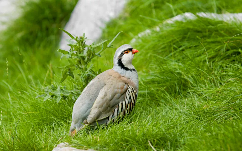 Steinhuhn im alpinen Lebensraum auf einer grünen Wiese mit Felsen im Hintergrund.