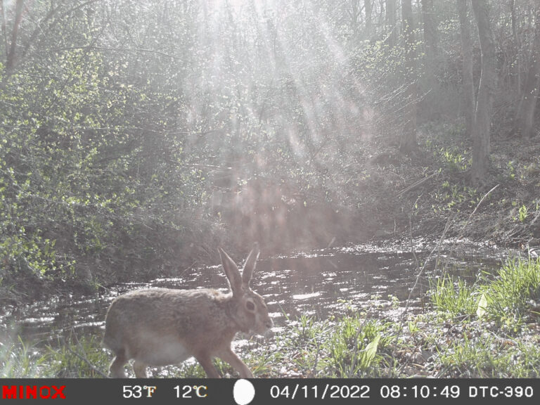 Feldhase bei Tageslicht am Bachlauf, aufgenommen mit Wildkamera.