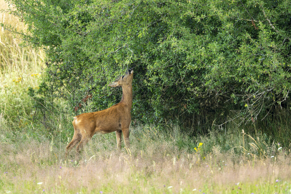 Reh äst an einer Hecke in strukturreichem Lebensraum im Sommer