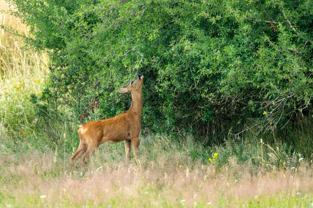 Reh äst an einer Hecke in strukturreichem Lebensraum im Sommer