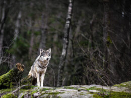 Einzelner Wolf in moosigem Waldgebiet mit konzentriertem Blick