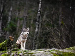 Einzelner Wolf in moosigem Waldgebiet mit konzentriertem Blick