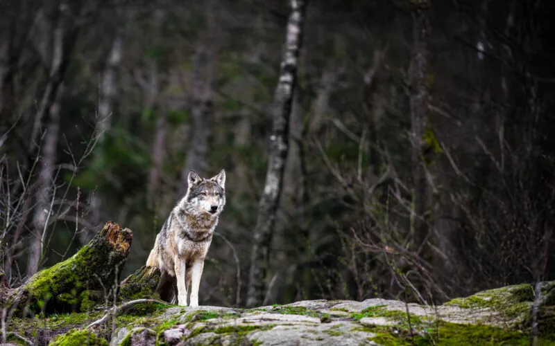 Einzelner Wolf in moosigem Waldgebiet mit konzentriertem Blick