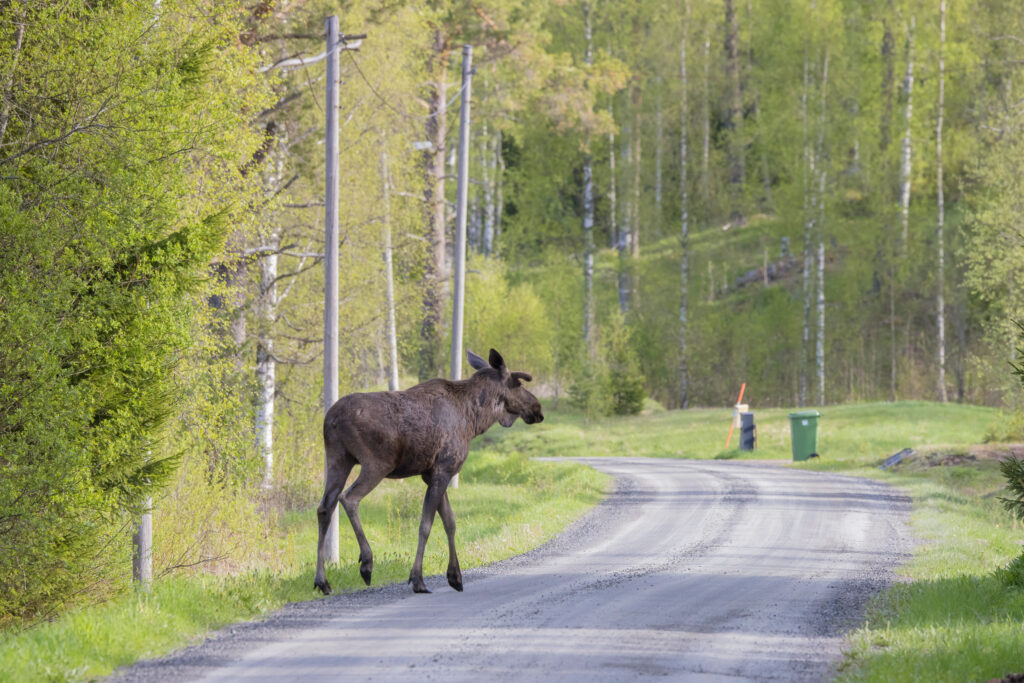 In Schweden ist das Elchwild heimisch, in Österreich hingegen ein seltener Gast.