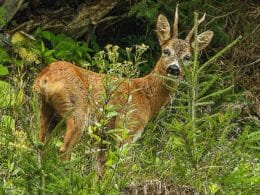 Wildschaden und Wildeinfluss wird oftmals verwechselt. Häufig im Visier: Rehwild.