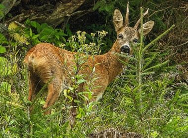 Wildschaden und Wildeinfluss wird oftmals verwechselt. Häufig im Visier: Rehwild.
