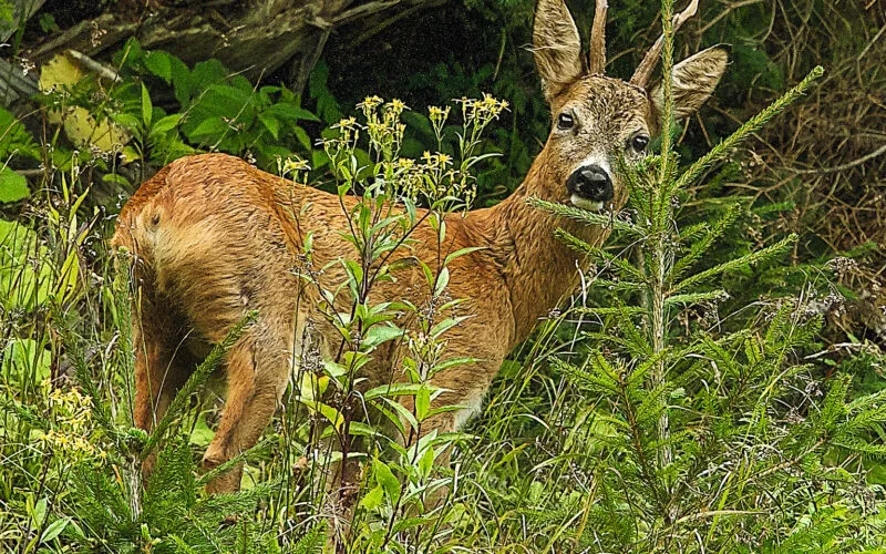 Wildschaden und Wildeinfluss wird oftmals verwechselt. H&auml;ufig im Visier: Rehwild.
