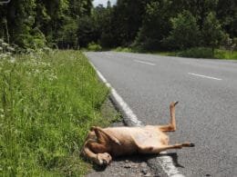 Im Straßenverkehr zu Tode gekommenes Reh.