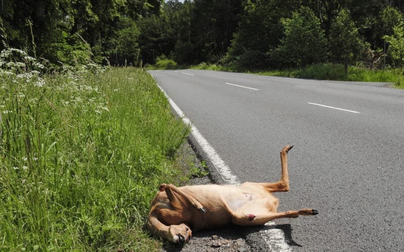 Im Straßenverkehr zu Tode gekommenes Reh.