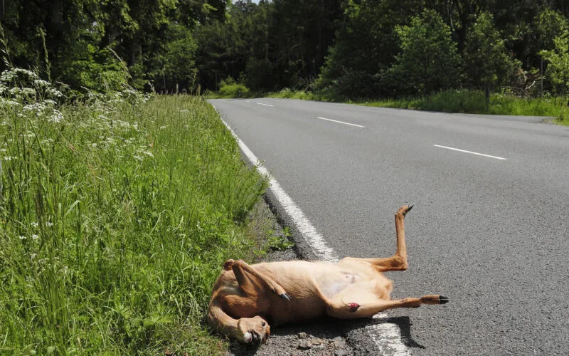 Im Stra&szlig;enverkehr zu Tode gekommenes Reh.